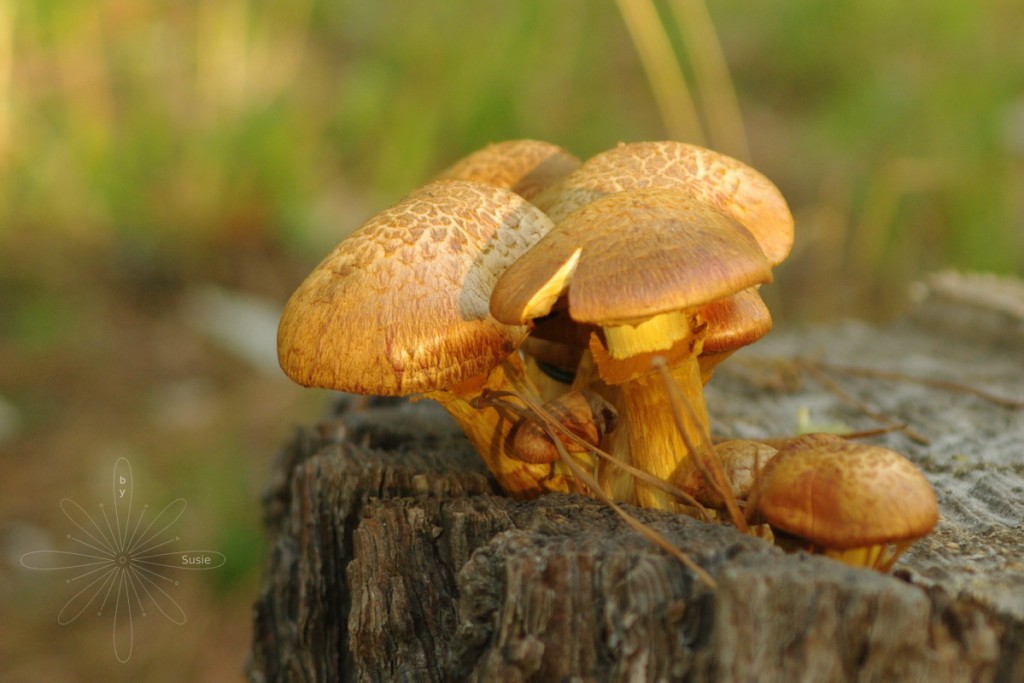Mushrooms or Toadstools?