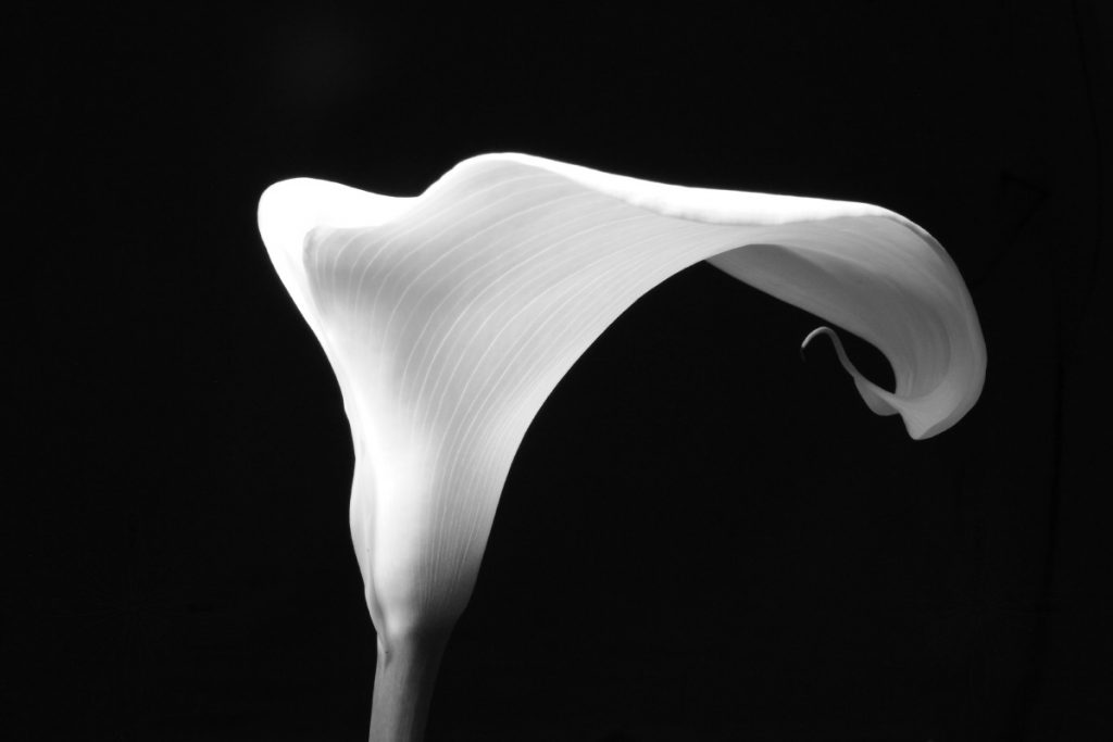 Arum Lily - side view